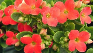 Kalanchoe kroonilise prostatiidi raviks
